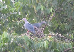 Ducula pinon