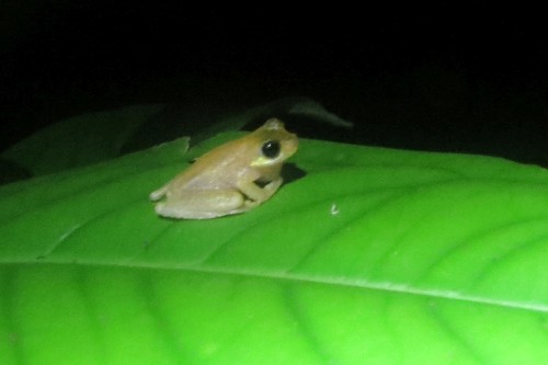 Amnihyla amnicola