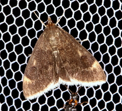 Pyrausta niveicilialis