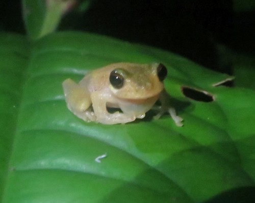 Amnihyla amnicola