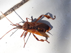 Leptoglossus occidentalis