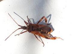 Leptoglossus occidentalis