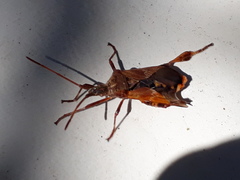 Leptoglossus occidentalis