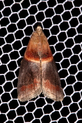 Acrobasis demotella