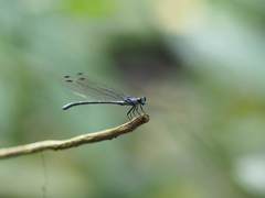 Bayadera brevicauda