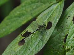 Leptogomphus sauteri formosanus