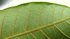 Thyrsodium spruceanum