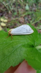 Hepialus humuli