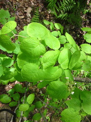 Viburnum lantanoides image