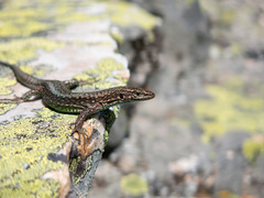 Martinez-Rica's Rock Lizard photo 4