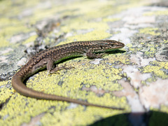 Martinez-Rica's Rock Lizard photo 2