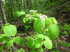 Viburnum lantanoides image