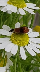 Nemophora fasciella