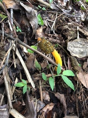 Phallus flavocostatus