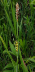Carex meadii