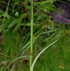 Carex meadii