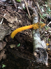 Phallus flavocostatus