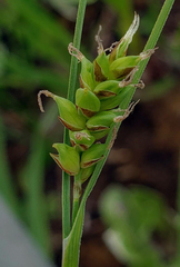 Carex meadii