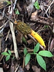 Phallus flavocostatus