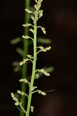 Stenanthium gramineum