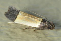 Anacampsis coverdalella