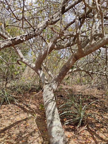 Foto de Umbu
