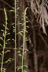 Stenanthium gramineum