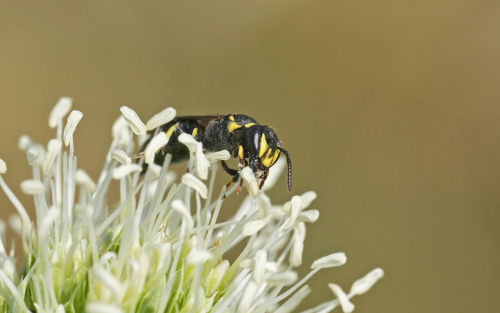 Three-spotted Masked Bee