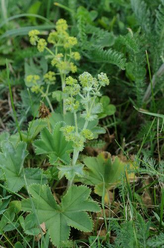 Podosphaera aphanis