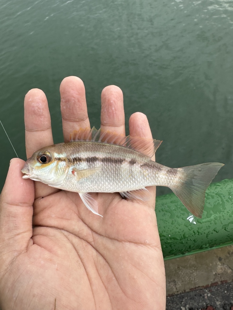 Lattice Monocle Bream