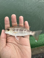 Lattice Monocle Bream photo 1