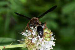 Isodontia exornata