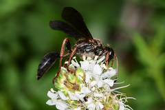Isodontia exornata