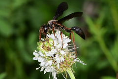 Isodontia exornata