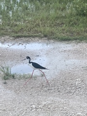 Himantopus mexicanus
