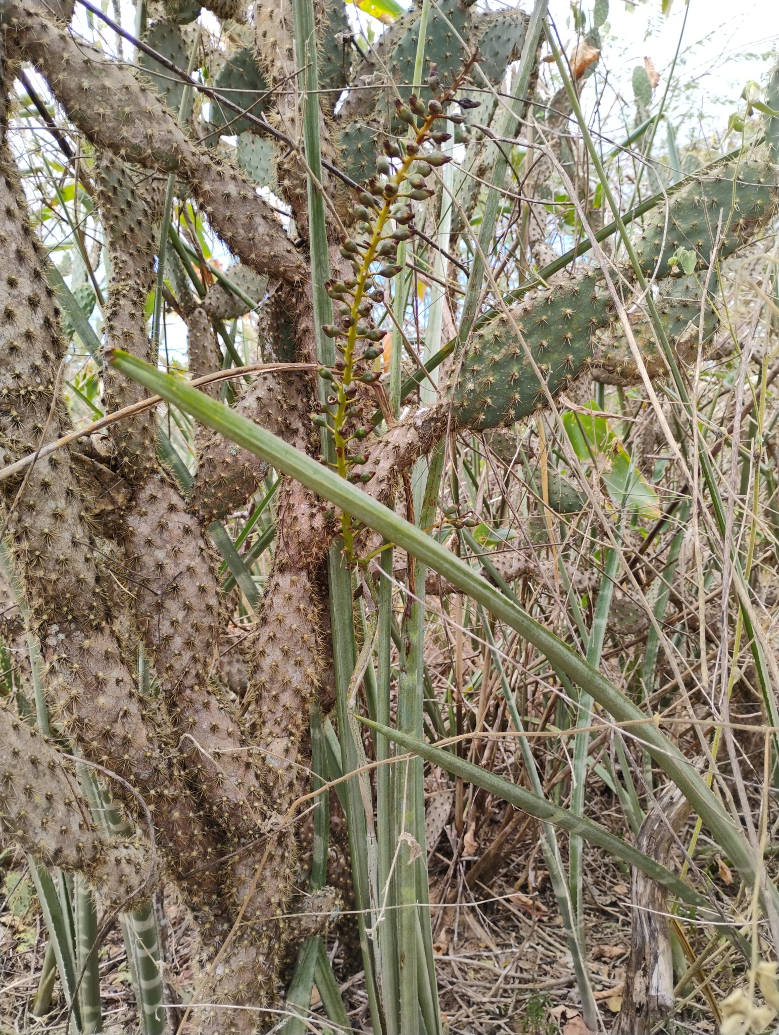Imagem de Caroá