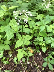 Valeriana pauciflora