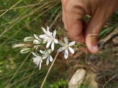 Ornithogalum narbonense
