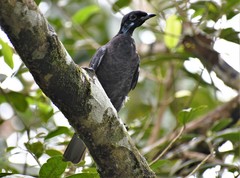 Gymnoderus foetidus