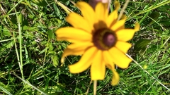 Rudbeckiinae