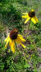 Rudbeckia texana