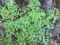 Aquilegia chrysantha