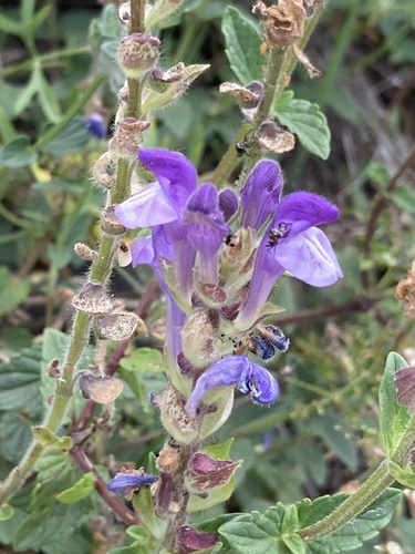 Image of Alpine Skullcap (Scutellaria alpina) by (c) Antoine MARNAT, some rights reserved (CC BY)