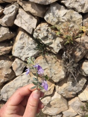 Teucrium fruticans