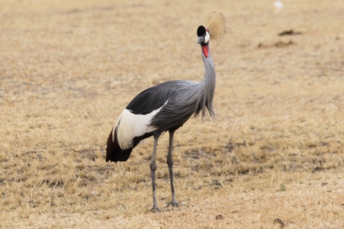 Balearica regulorum