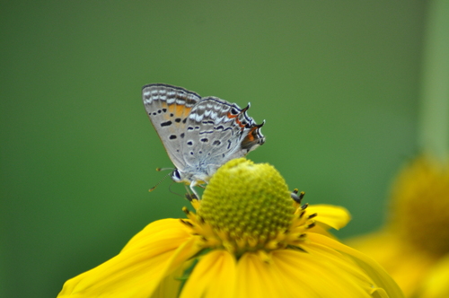Tailed Copper photo 5