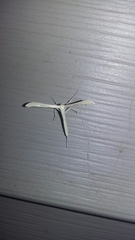 Hellinsia homodactylus