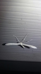 Hellinsia homodactylus