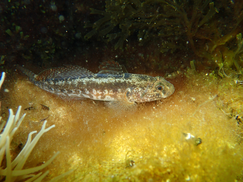 Grass goby