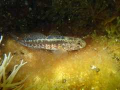 Gobius ophiocephalus